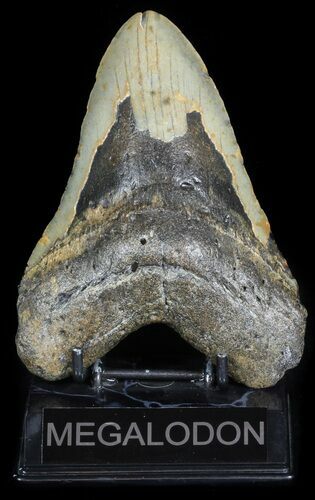 Bargain, Megalodon Tooth - North Carolina #45614